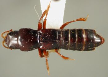 Media type: image;   Entomology 27494 Aspect: habitus dorsal view